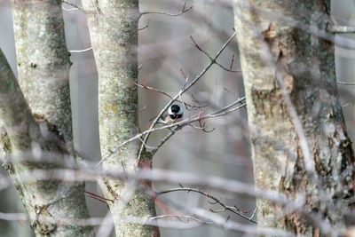 Bird perching on a tree