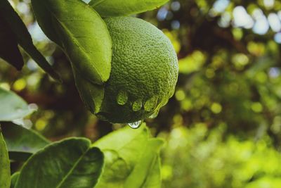 Close-up of fruits hanging on tree