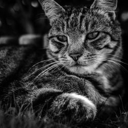 Close-up portrait of tabby cat looking away