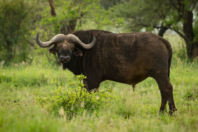 Cape buffalo by tree on grassy field