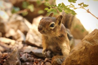 Close-up of a squirrel on rock