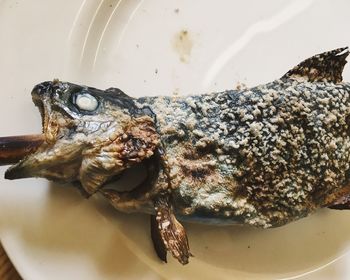 Close-up of turtle swimming in water