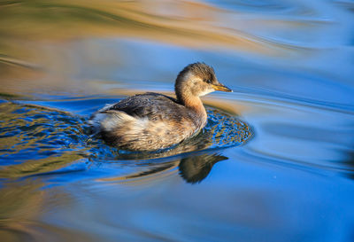 Close-up of bird swimming in lake