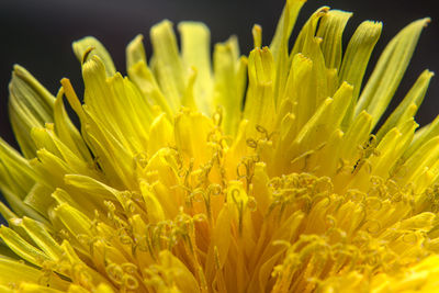 Close-up of yellow flowering plant