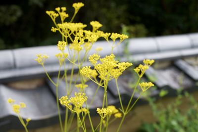 Close-up of yellow flowers