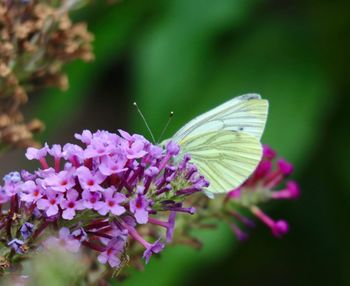 Close-up of insect on flower