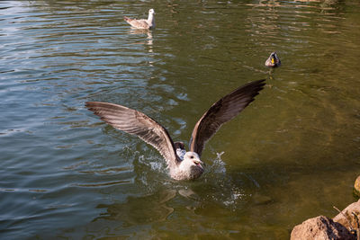 High angle view of seagull swimming in lake