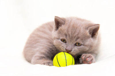 Cute lilac british kitten is curled up and sniffs a yellow ball