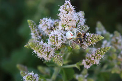 Close-up of insect on flowers