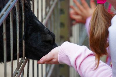 Close-up of girl feeding animal