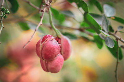 Close-up of strawberry growing on tree