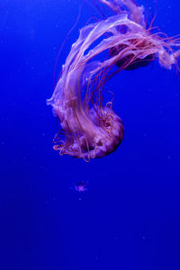 Spectacular photo of brightly colored jellyfish floating freely