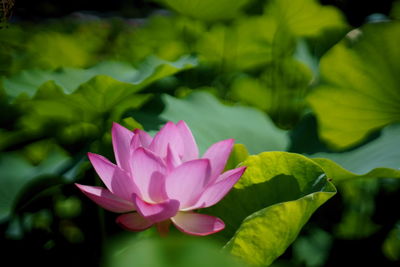 Close-up of pink water lily