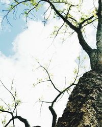 Low angle view of bare trees against sky