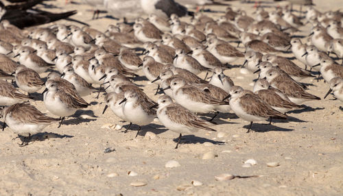 Cluster of black bellied plovers pluvialis squatarola birds on the white sands of clam pass 