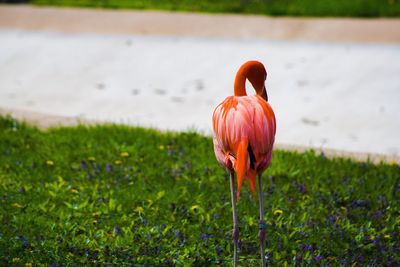 Close-up of bird standing on grass by lake