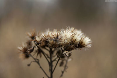 Close-up of dried flowers