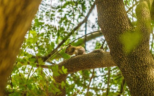 Close-up of squirrel on tree branch