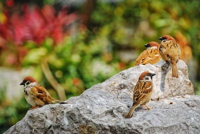 Close-up of birds perching on rock