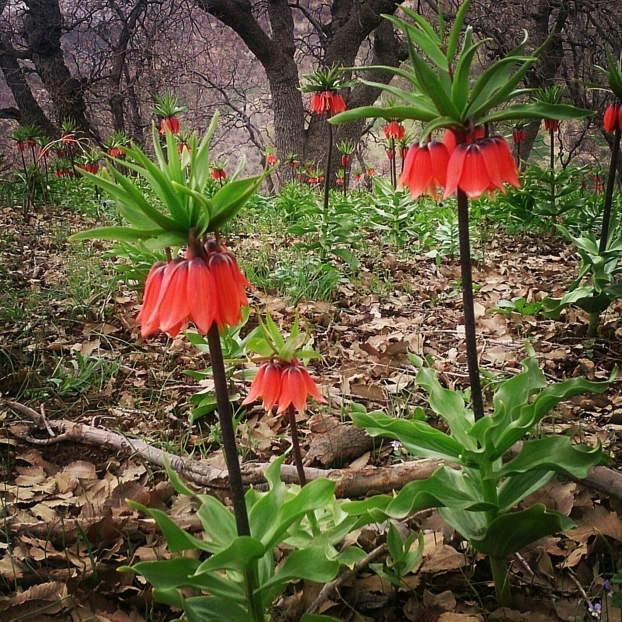 flower, red, growth, freshness, fragility, plant, petal, flower head, beauty in nature, leaf, nature, blooming, stem, in bloom, botany, blossom, close-up, day, green color, bud