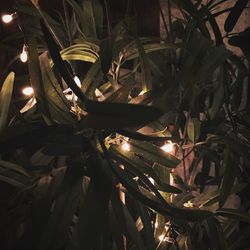 High angle view of plants at night