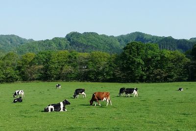 Cows grazing on field against clear sky