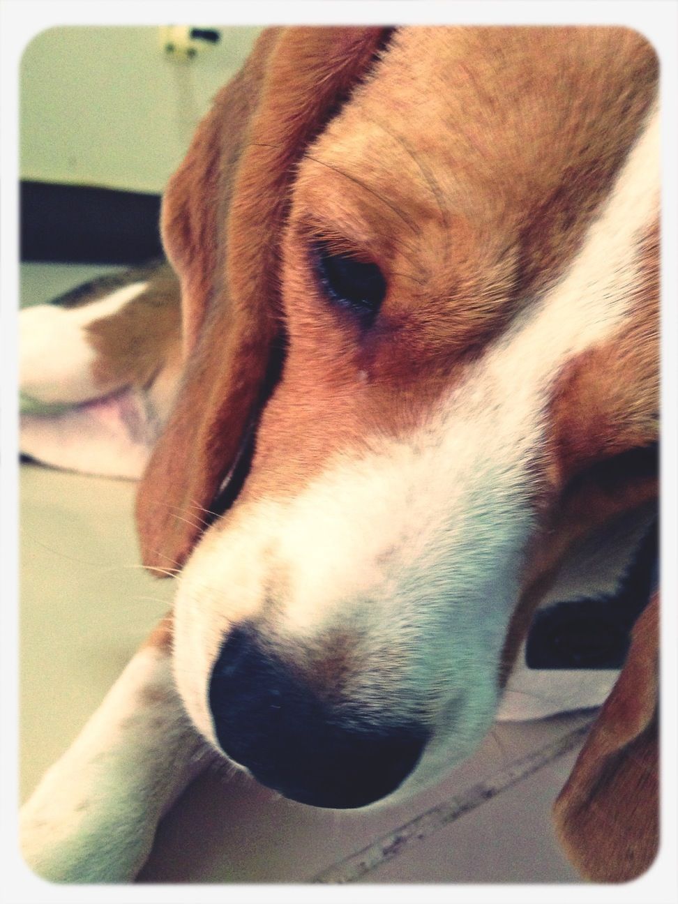 Beagle~