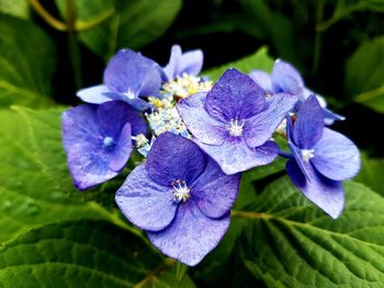 Close-up of purple flowering plant