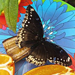 Close-up of butterfly on tree trunk