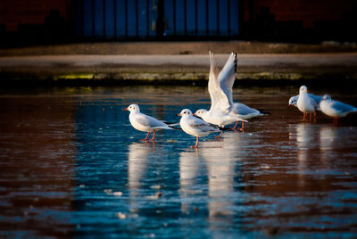 Seagulls on a lake