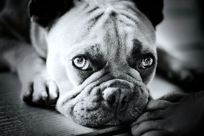 Close-up portrait of dog relaxing at home