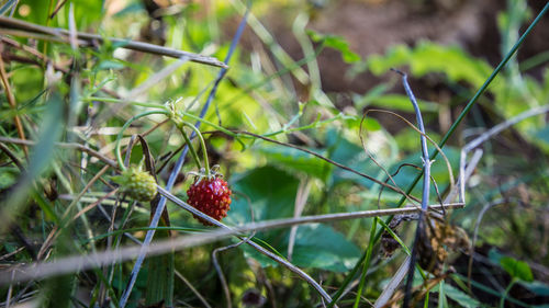 Close-up of red berries on plant