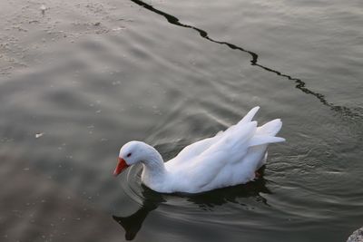 High angle view of swan swimming in lake