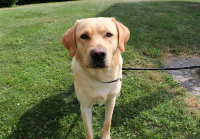 Close-up portrait of dog