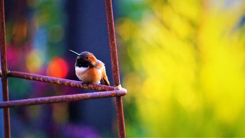 Close-up of bird perching on feeder