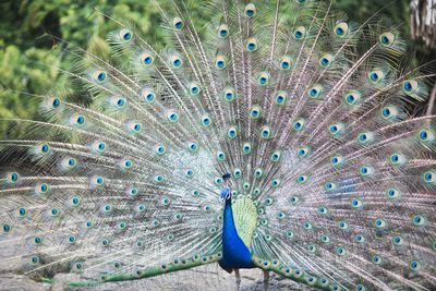 Peacock with fanned out on field