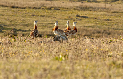 Flock of birds on grass