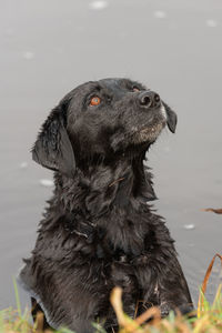 Head shot of a black labrador in the water looking expectantly