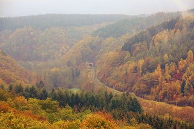 High angle view of forest during autumn