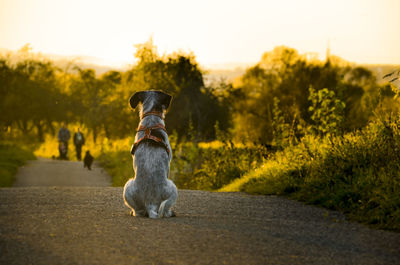 Rear view of dog on road against trees during sunset