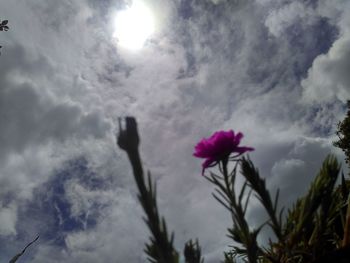 Low angle view of flowers against cloudy sky