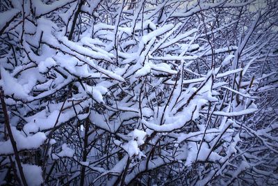 Close-up of snow covered tree