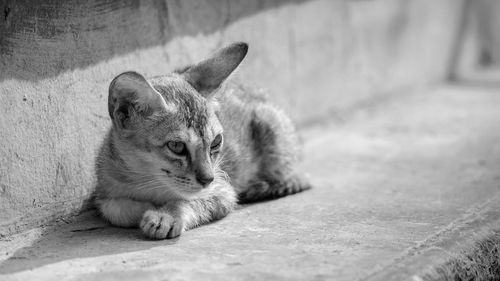 View of a cat resting