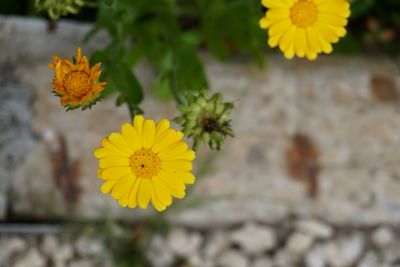 Close-up of yellow flowering plant