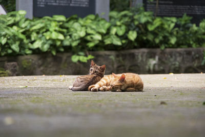 Cat sleeping in the ground