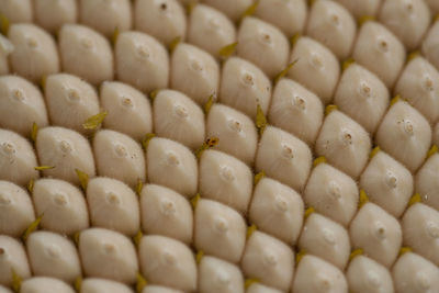 Full frame shot of sunflower seeds