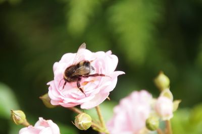 Close-up of bee on pink flower