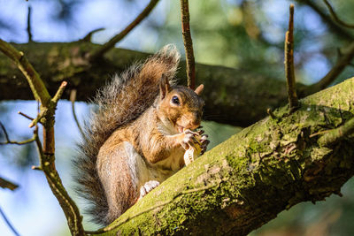 Close-up of squirrel on tree trunk