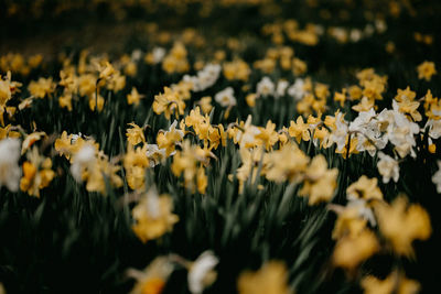 Close-up of yellow flowering plants on field