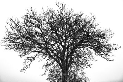 Close-up of tree against sky